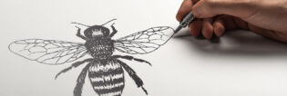 hand illustrated honey bee